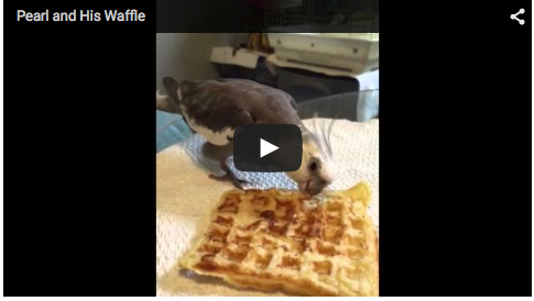 The world-famous waffle gourmand, Pearl Cutts, eats a freshly toasted waffle.