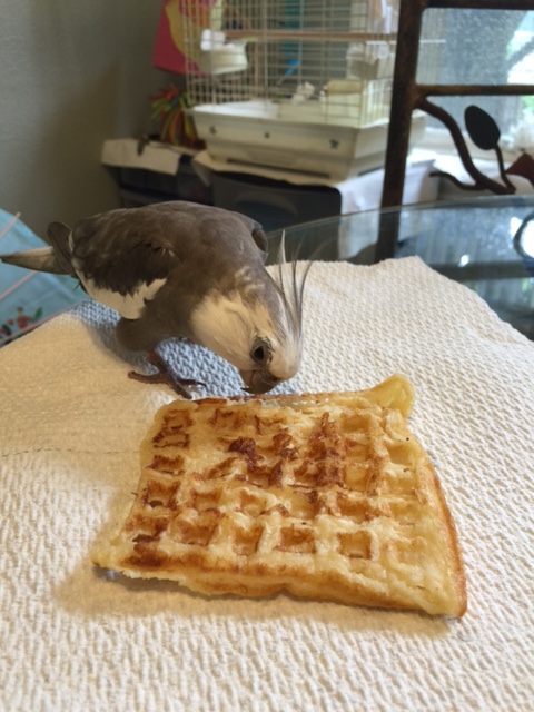 May I just introduce myself - my name is Pearl. I am famous and feathery.