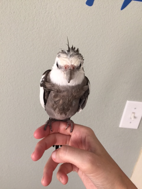 I knew you would agree! Hey, check out these cute spiky feathers on top of my head.