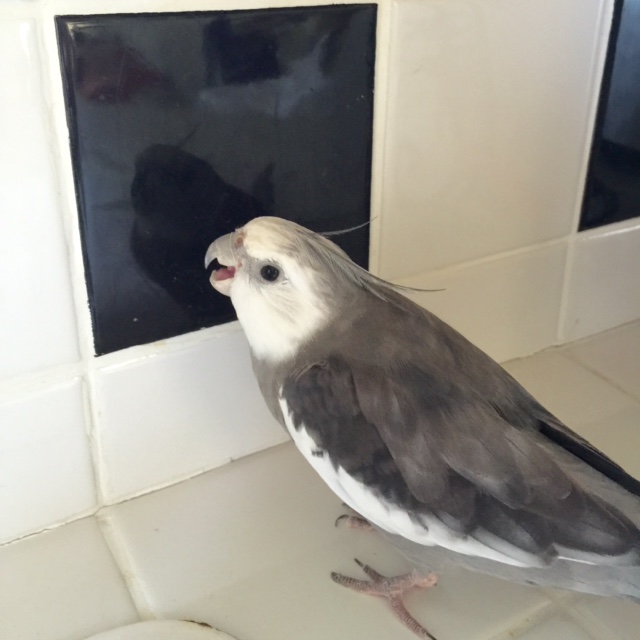 An admirer? You don't say! Well, it is always nice to meet a fan!