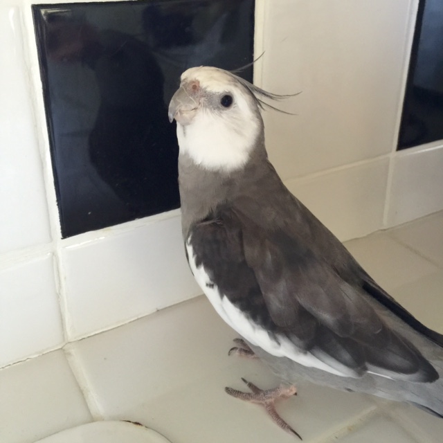 Oh hi Mom. Yes, I was just enjoying some grout for breakfast and all of a sudden this admirer appeared....!