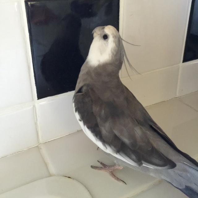 Well I'd be happy to teach you a few "cuteness and prettiness enhancing" poses.