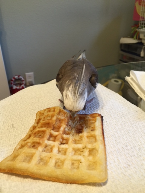 I will just quickly gain ownership of this waffle by staring it into submission.