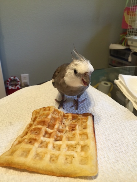 The waffle is MINE. Stay back. Yes, that means you - the large featherless one.