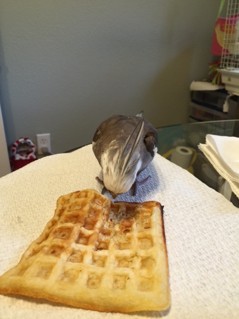 Now where were we.....oh yes. "Look deeply into my round black eyes....."