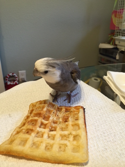 Poachers. Poachers everywhere. They're becoming a real problem around here.