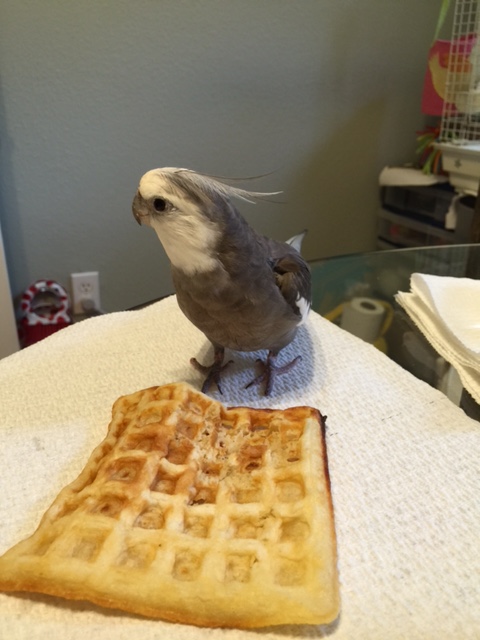 Yes, that is close enough, Mom. And don't even think this waffle will make me forget about the fashionably challenged being in the lab coat from earlier today.