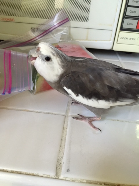 ....totally ignoring this refreshing plastic bag.