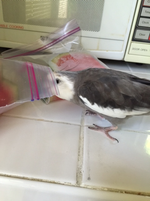 Every time she goes straight for the red and green thing....