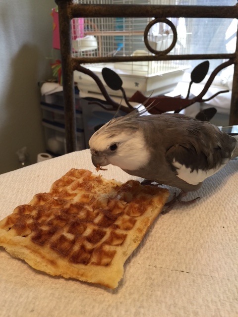 Well what do you think I'm going to do with it now that I brought it home, Mom? Yes I would stand back if I were you.