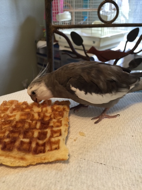 And don't pay any attention to the large featherless being over there - she is just documenting the process I use to "bring you home."