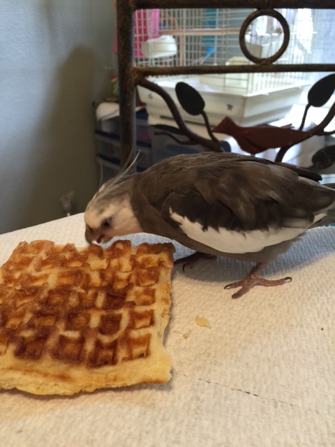 First I will open my beak...