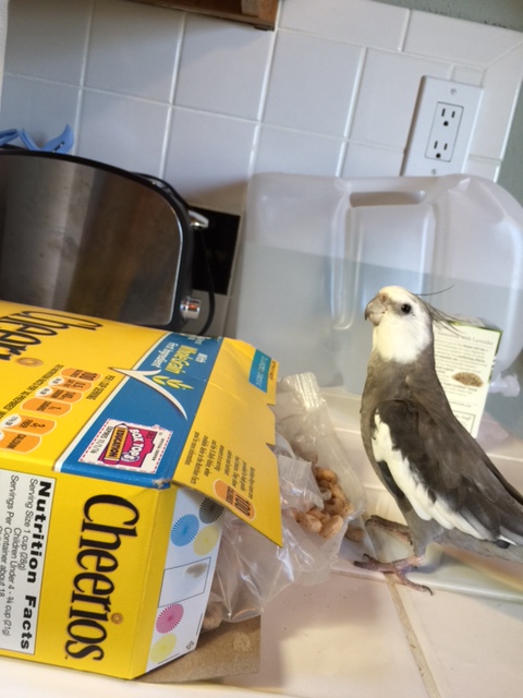 Boxing matches don't include "snack breaks?" Who didn't read my contract again....my contract clearly stipulates snack breaks.