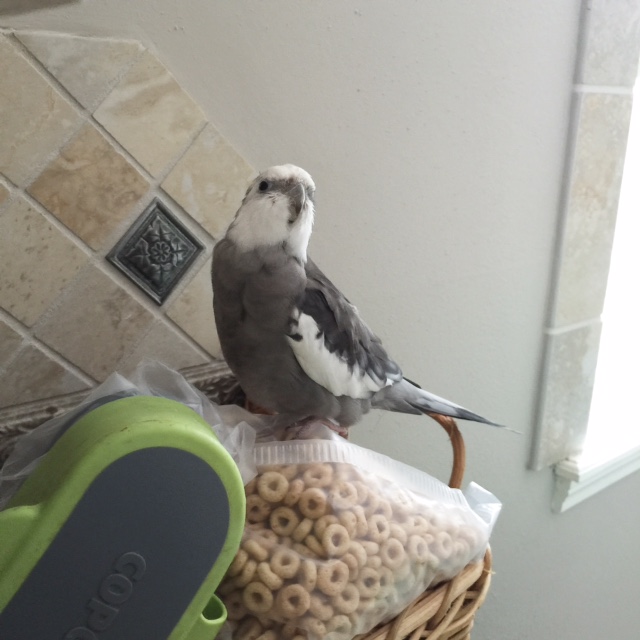 Okay, sold! Yes, that's right, Mom, I am the chosen Leader for this large group of small crunchy beings. Yes, that is a good angle for our first official "Leadership" photo, I think.