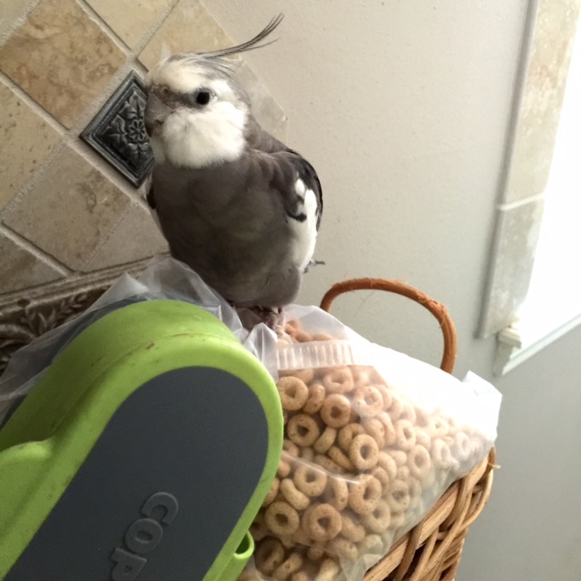 This is one of the largest gatherings of the small crunchy beings I have seen yet.