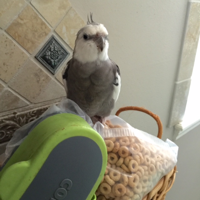 I must admit, I do cut a particularly dashing figure in my "Leader" role.