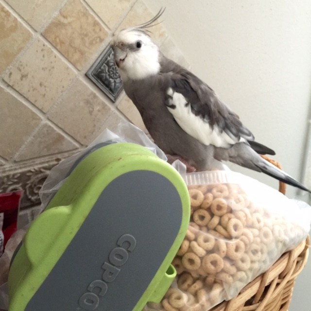 What's that you say? You came here to this posh casa hoping to find a famous and feathery being to lead you?