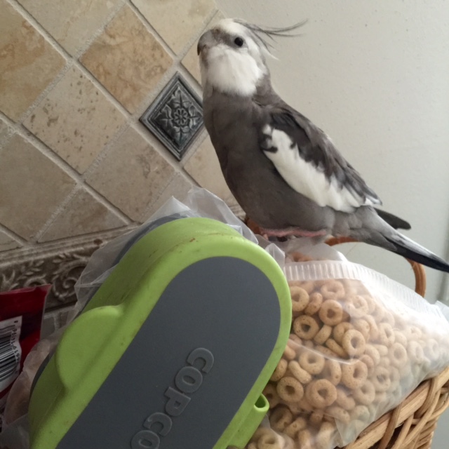 Okay, sold! Yes, that's right, Mom, I am the chosen Leader for this large group of small crunchy beings.