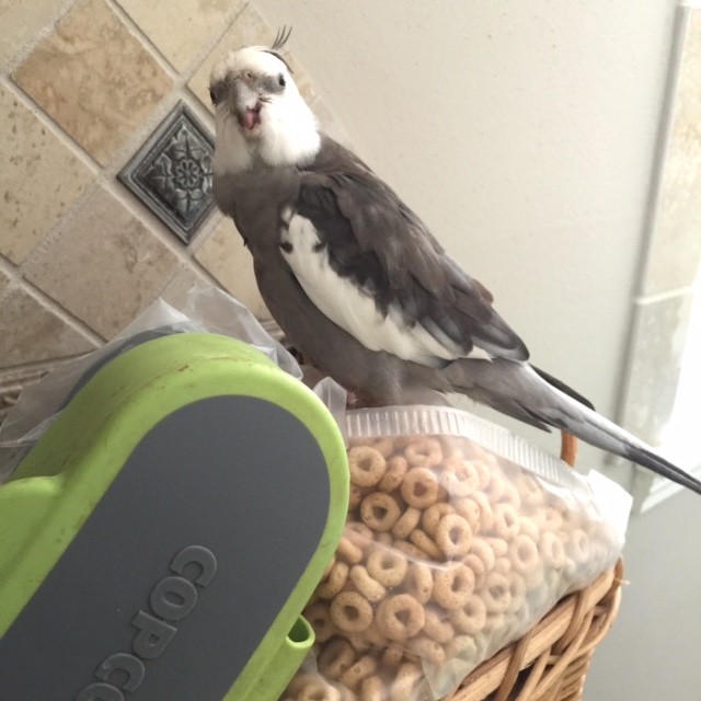 Let me just (um) chew on the idea for a minute or two.....