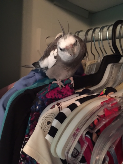 Okay, the items I hiss at are "no's," so get ready to remove them.