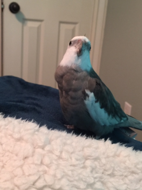 The best "cover models" don't even need any warmup.