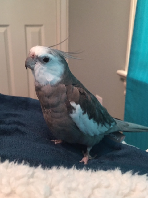 Well this cover certainly does seem quite plush.