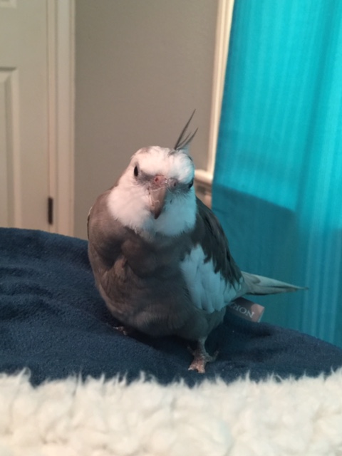 They can do "cuteness" anyplace, anytime.