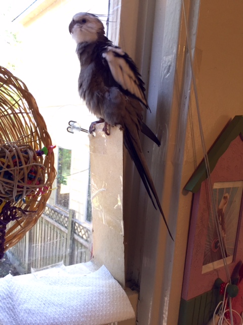 Oh boy. I see beings in the backyard.....again.