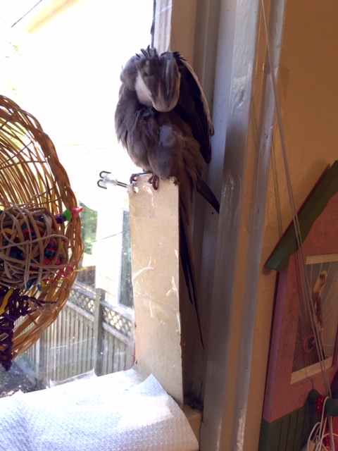 The "downy under wing" is so potent I reserve it for only the most intractable security threats.