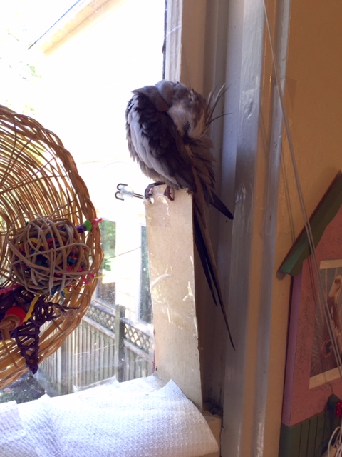 However, since my goal is to "stun" - less messy cleanup later - I also vary it with the "back wing feathers"....