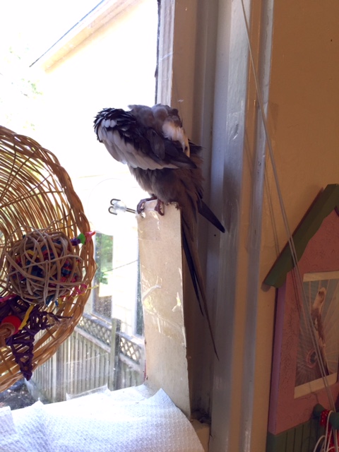 ...and the "sleek flight feathers."