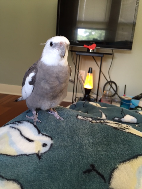 So I figured what you need is a good dose of feathers.