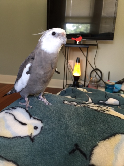 I know the sight of feathers always cheers me up.