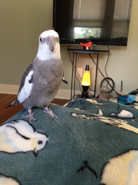 And luckily for you, I just happen to be looking especially fetching and feathery today.