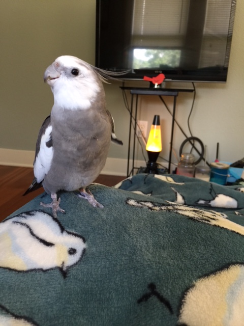 Oh so fetching and feathery.