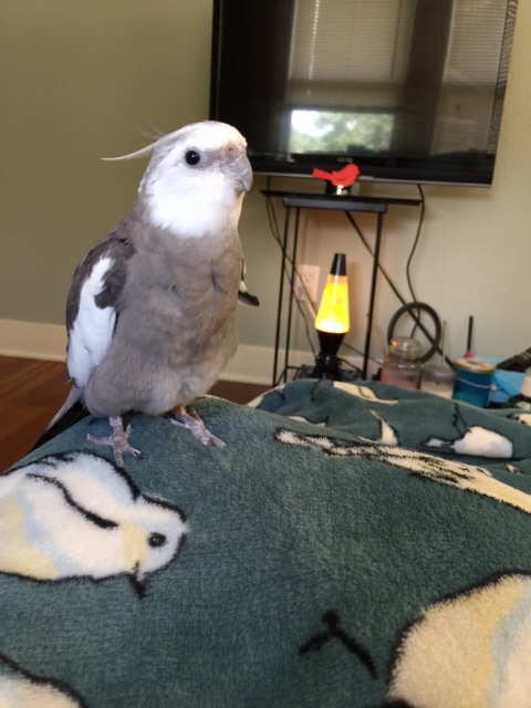 You're starting to feel better already? I knew it! The germs know they can't out-cute Dr. Cuteness.