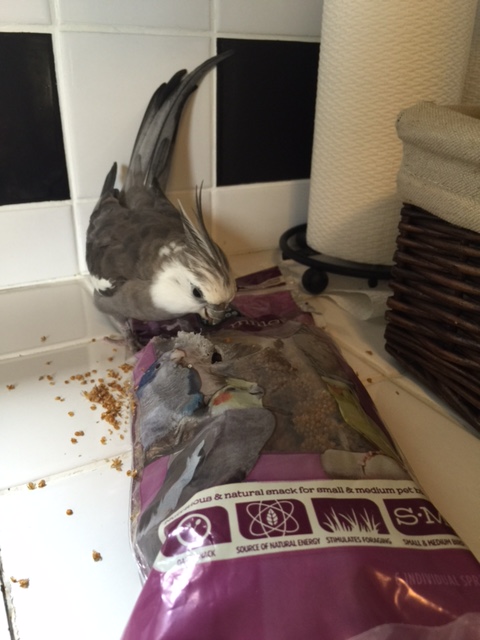 Oh boy! This looks really tasty!