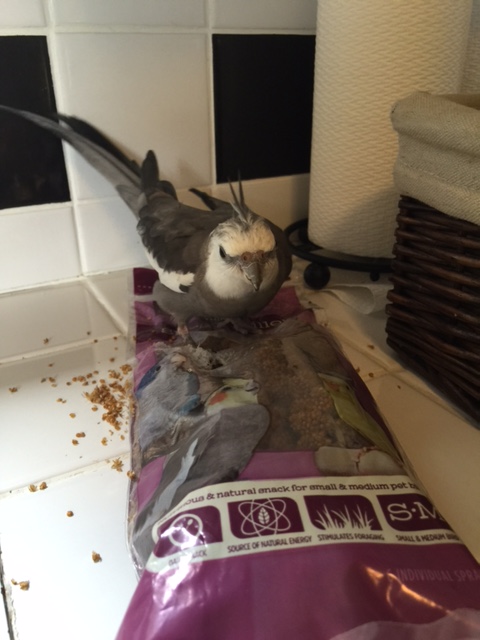 I call this the "Millet Face Plant," but you can do this with any dish you like, such as the "Waffle," or the "Cheerios."