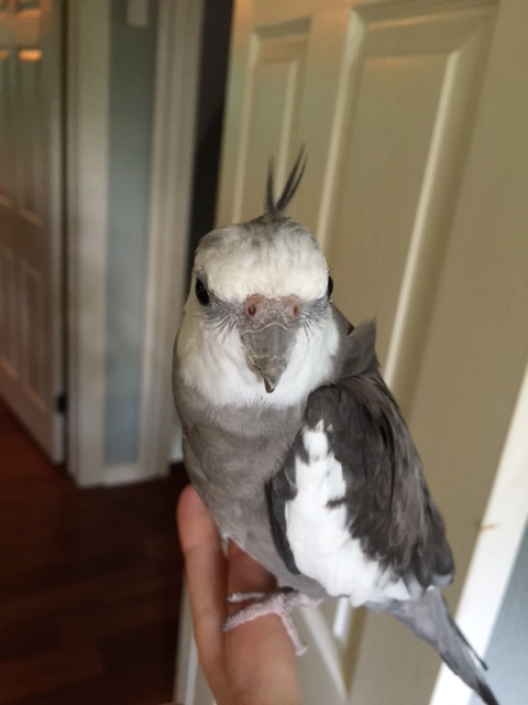 What do you mean, "feathers sticking up?" 