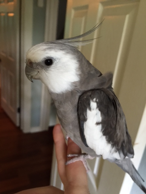 How many times have I told you - my feathers don't "stick up." They "fluff."