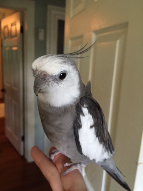 Oh...THOSE feathers? They're just having a "bad feather day."