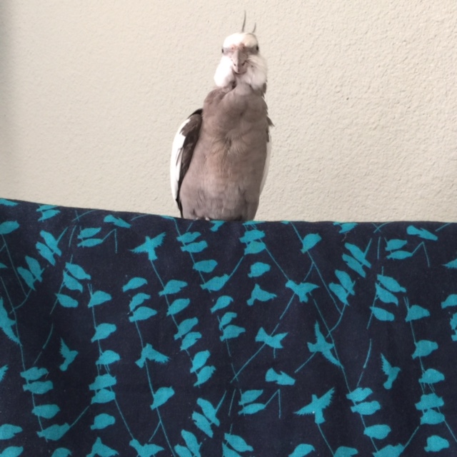 What's that, Mom? The props are starting to faint from all the raw surges of power from my preening? Well okay then, we can take a break.