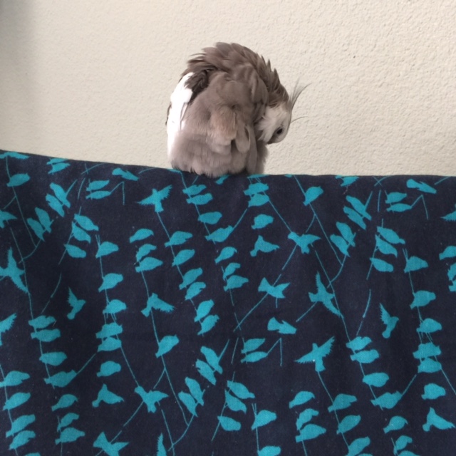 Now I'll bring it home with some serious fluffy belly feather preening.