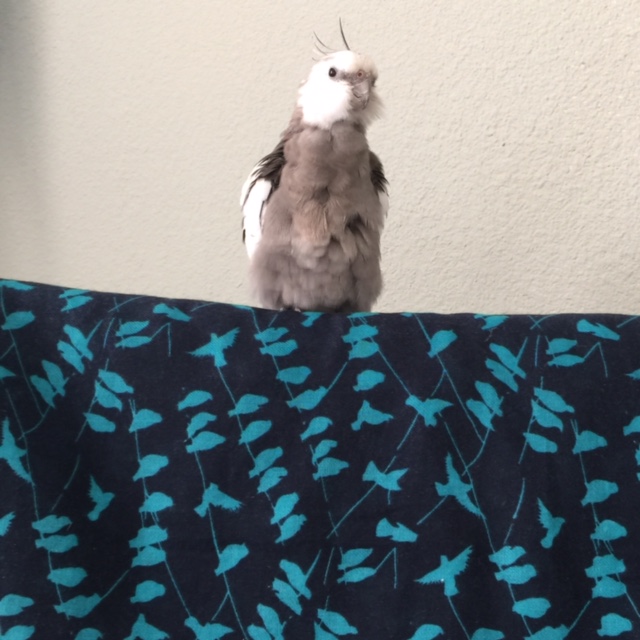 Boy, we've only just launched "Operation Preen" and I can already feel all the alpha aspirations draining away in my challengers.