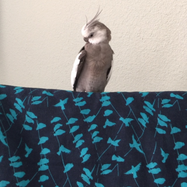 "Operation Preen" has commenced.