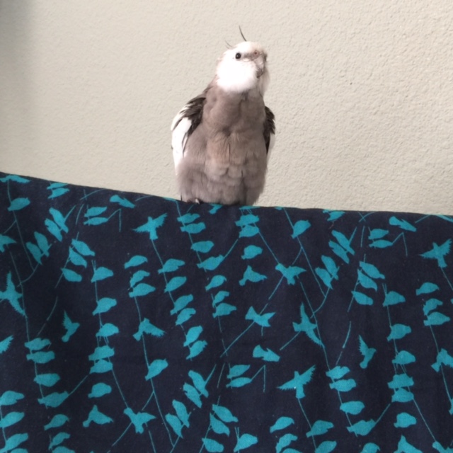 Trust me, with as fluffy and feathery as I'm about to become, no alpha-wannabe will dare to do a flyby for quite awhile!