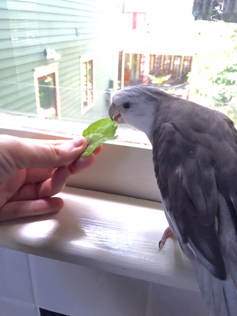 And the flavor profile is surprisingly....decent. But tell the chef this would be much tastier if served "en waffle." 