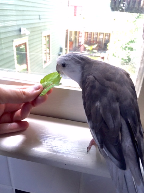 Okay, fine, I'll try some.