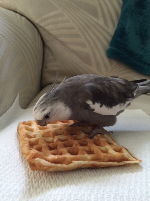 And of course I will guard you with my life and every feather on my fetching body!