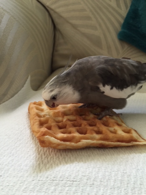 Oh Great Waffle, how honored I am you chose me for Honorary Guard Duty.